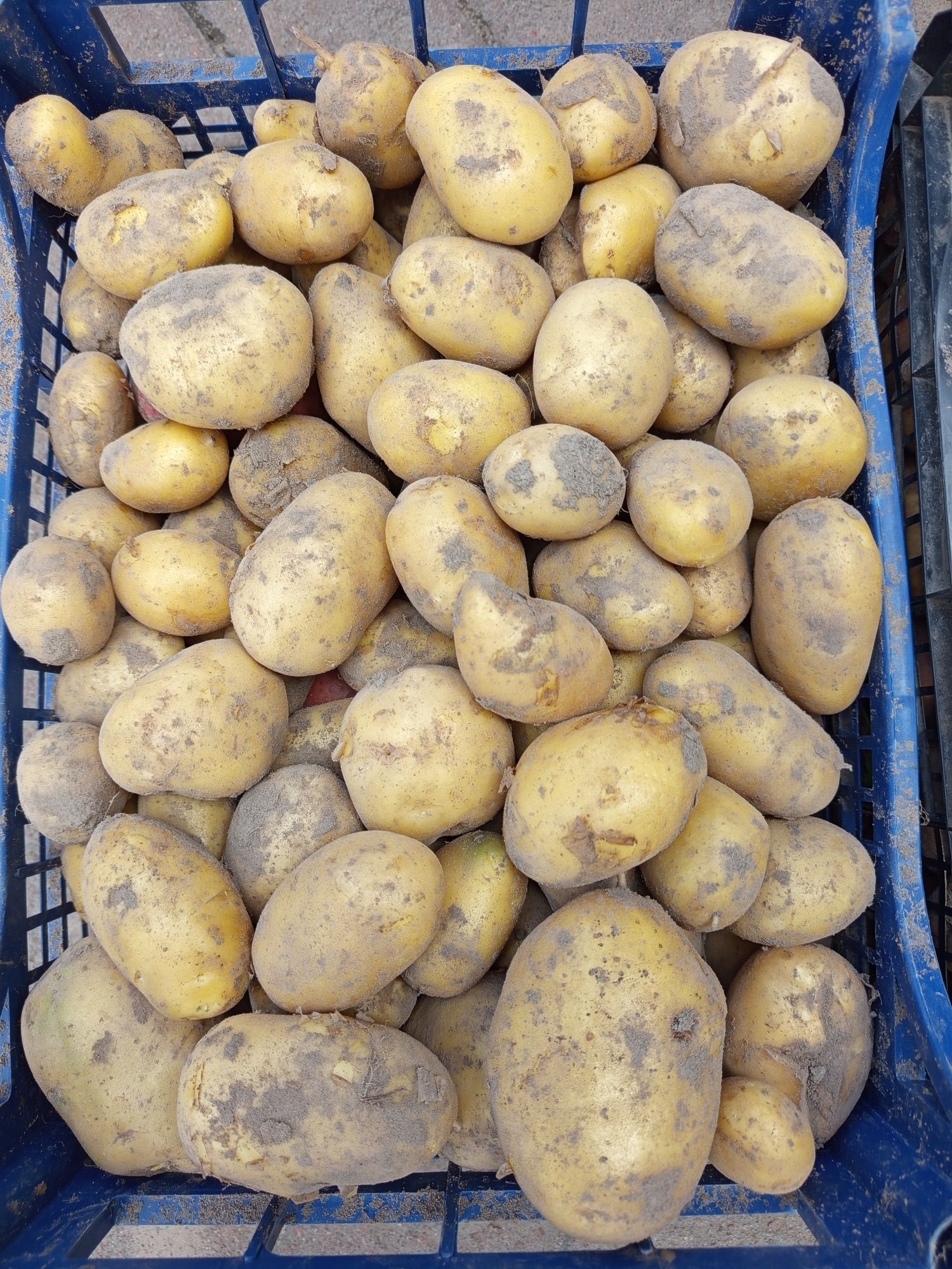 Продам картоплю смачна