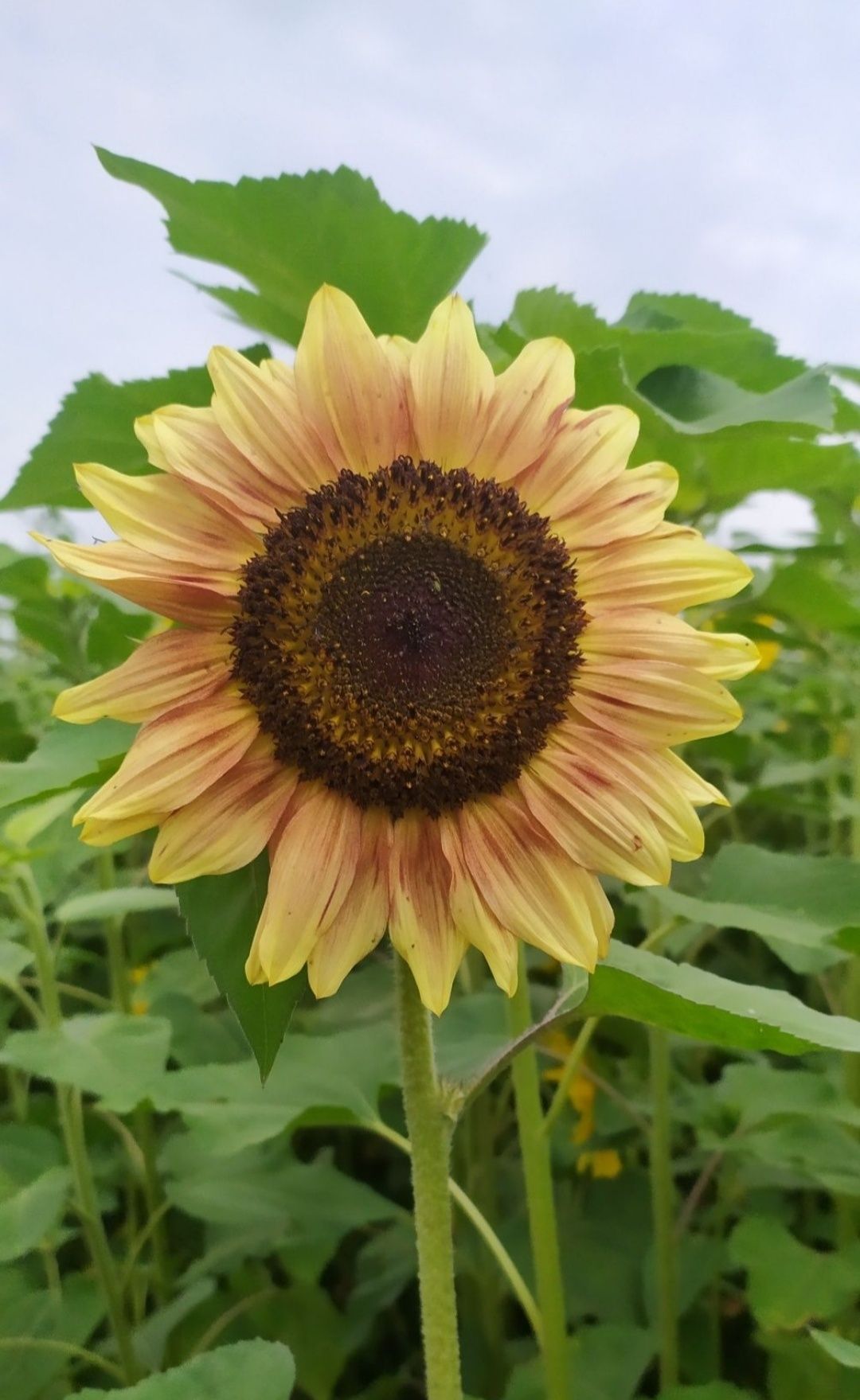 Słonecznik ozdobny na kwiat nasiona