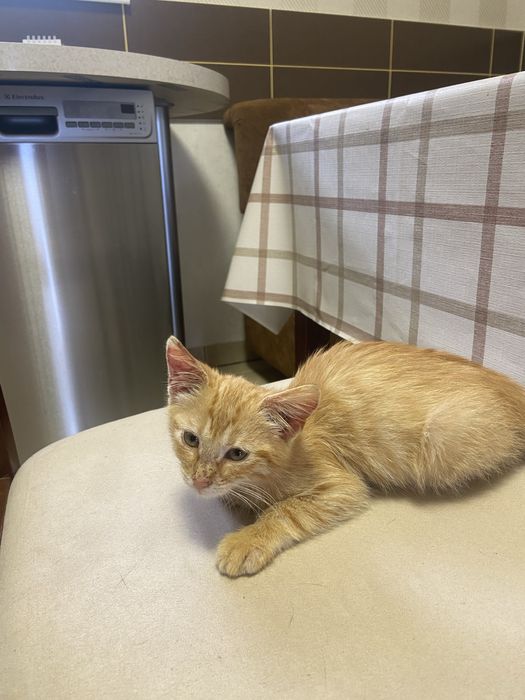 Рудий котик в добрі руки