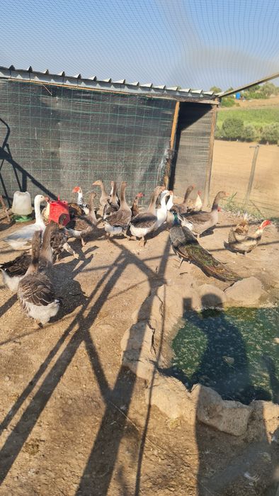 Gansos Adultos casal