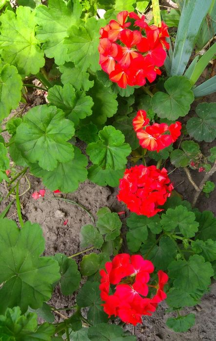 Кімнатна рослина герань, продаж.