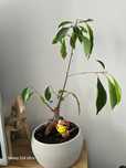 Roślinka drzewko ginseng bonsai