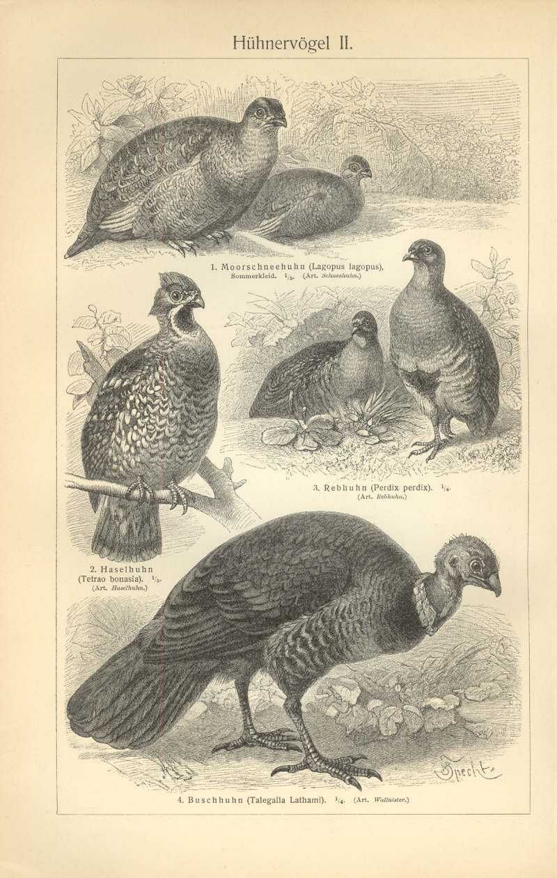 Zwierzęta III  stara, oryginalna XIX w. grafika
