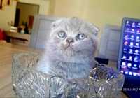 Scottish Fold azul macho