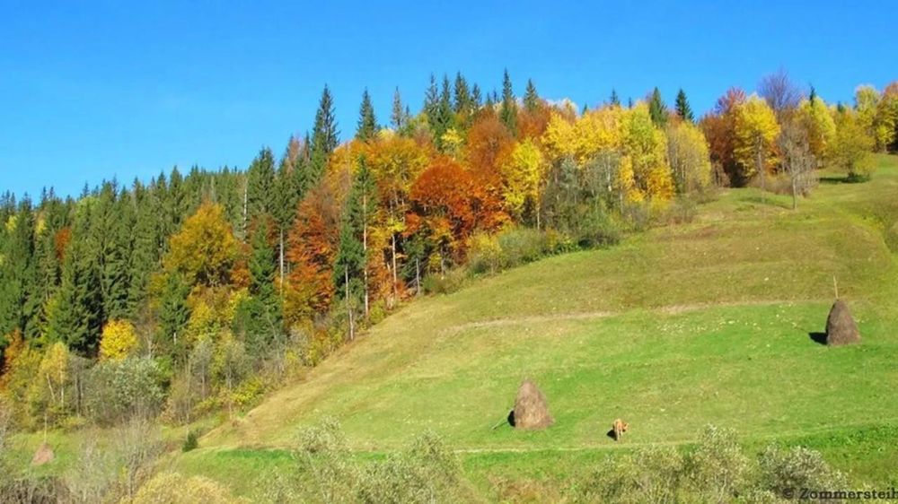 Здаються апартаменти біля санаторію "Квітка полонини".