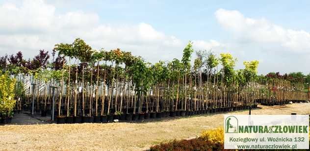 Drzewa alejowe  duże pierśnice 14cm Klon 'Globosum'