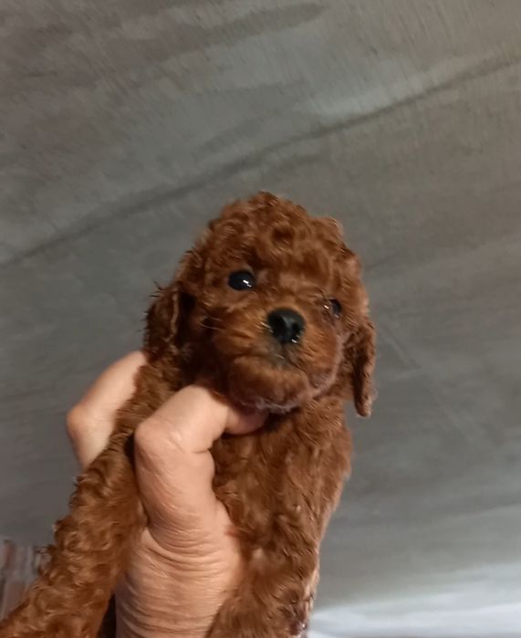 Мальчик пудель,Китай.