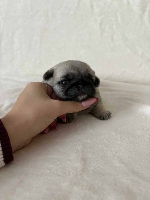 Przepiękna Suczka  Mops