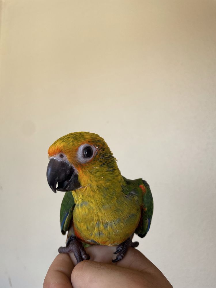 Lote de 16 aves