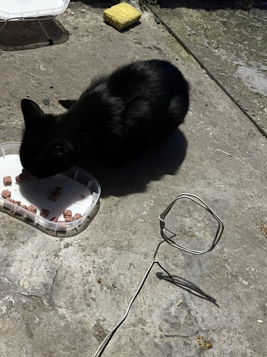Котята черные бесплатно