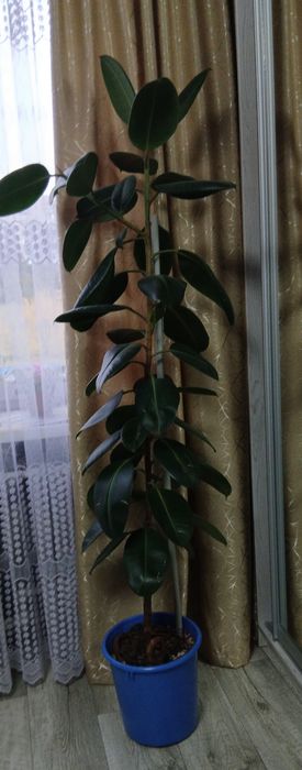 Продаю Фікус каучуконосний
