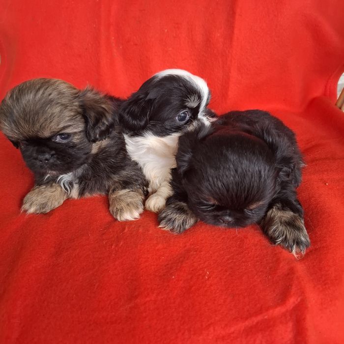 Pekińczyk rodowód + wyprawka