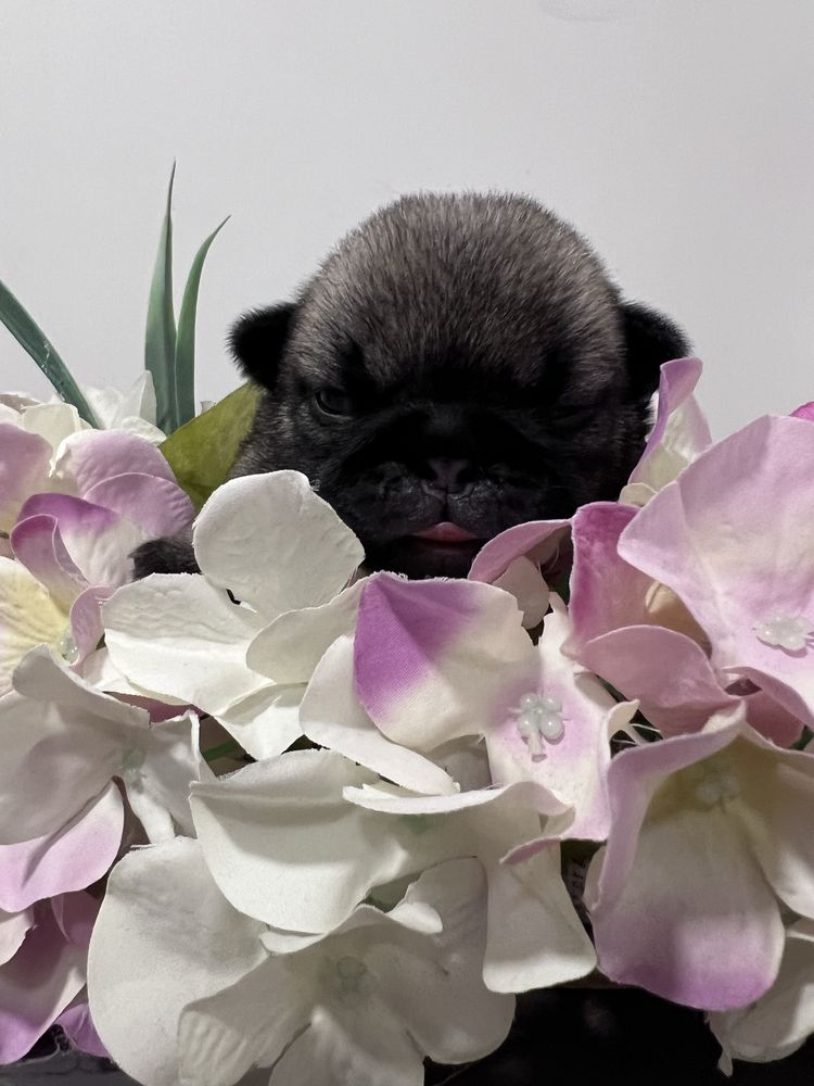 Mops Layla suczka rodowod FCI ZKwP