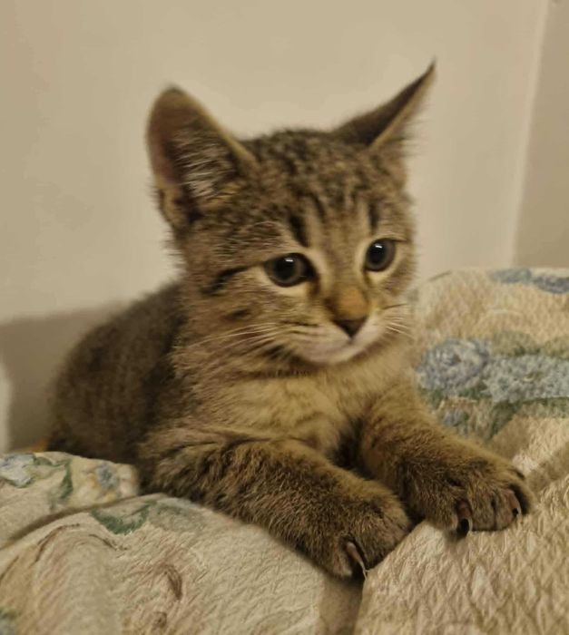 3 miesięczny kocurek do adopcji