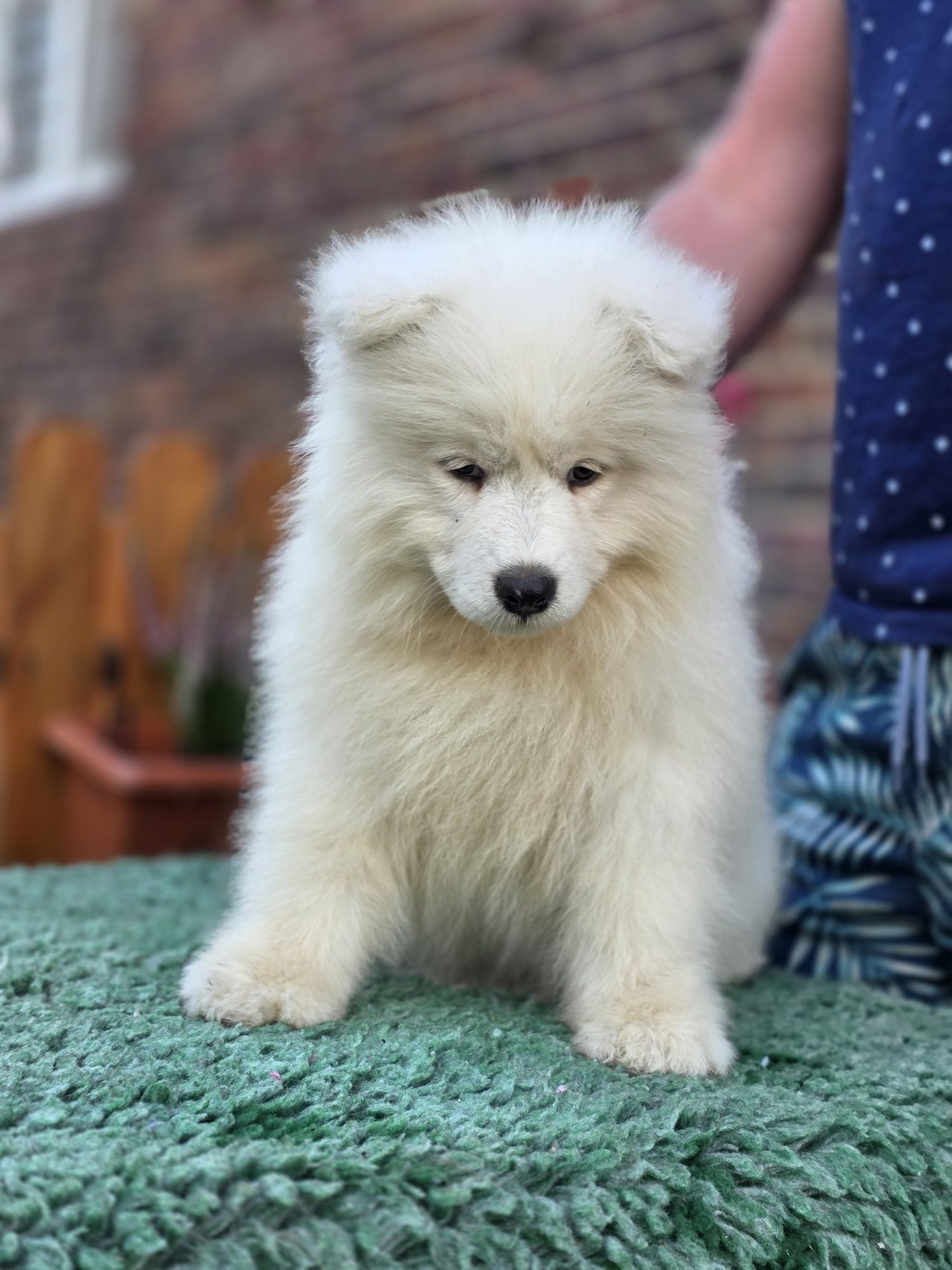 Samoyed suczka ZKwP gotowa do odbioru