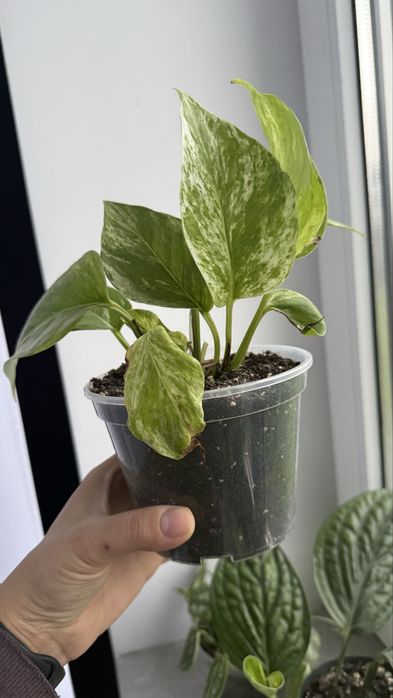 Нпіпремнум Марбл Квін сциндапсус