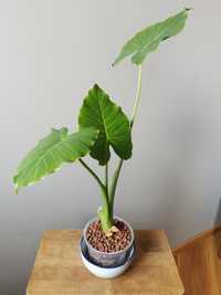 alocasia alokazja