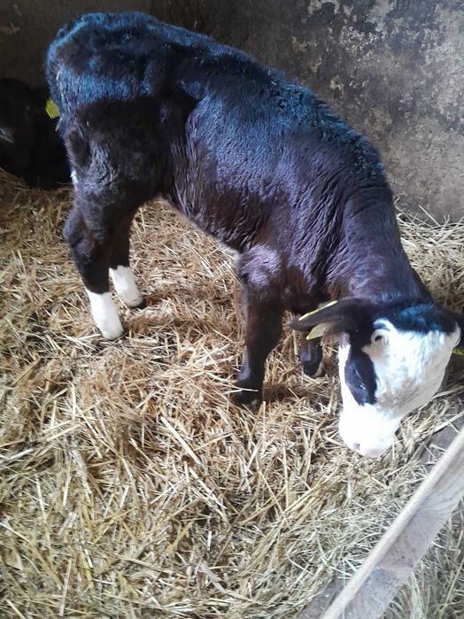 Byczki cielaki sprzedam