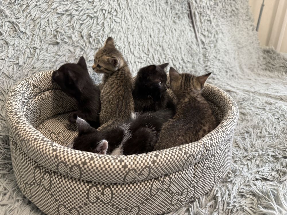 Отдам Котят в хорошие руки