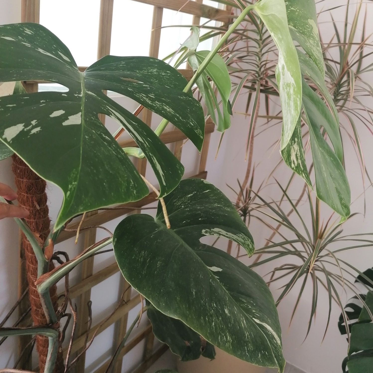 Monstera deliciosa variegata | Pé com raízes