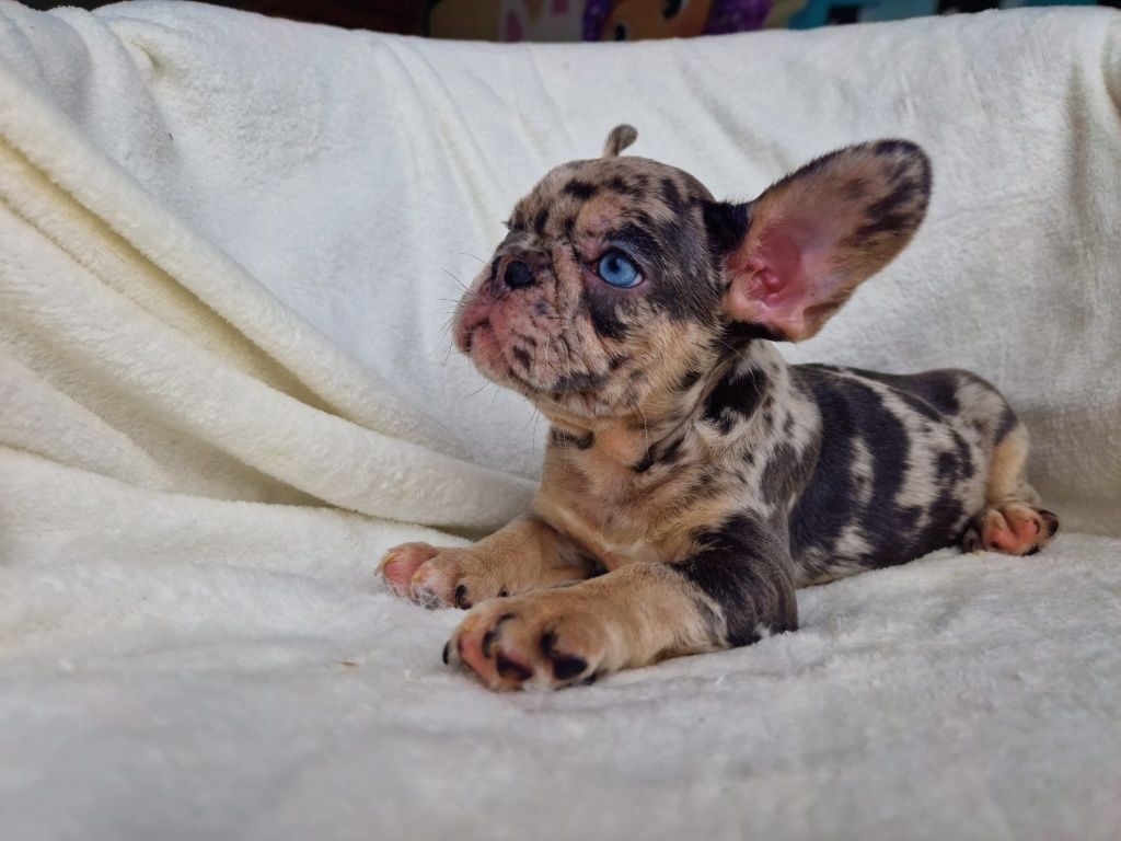 Buldog Francuski- Piesek  Blue Merle Tan