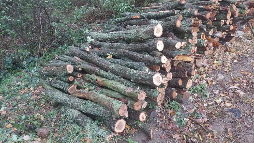 Sprzedam drewno dąb, grab, brzoza, olcha, sosna,czeremcha