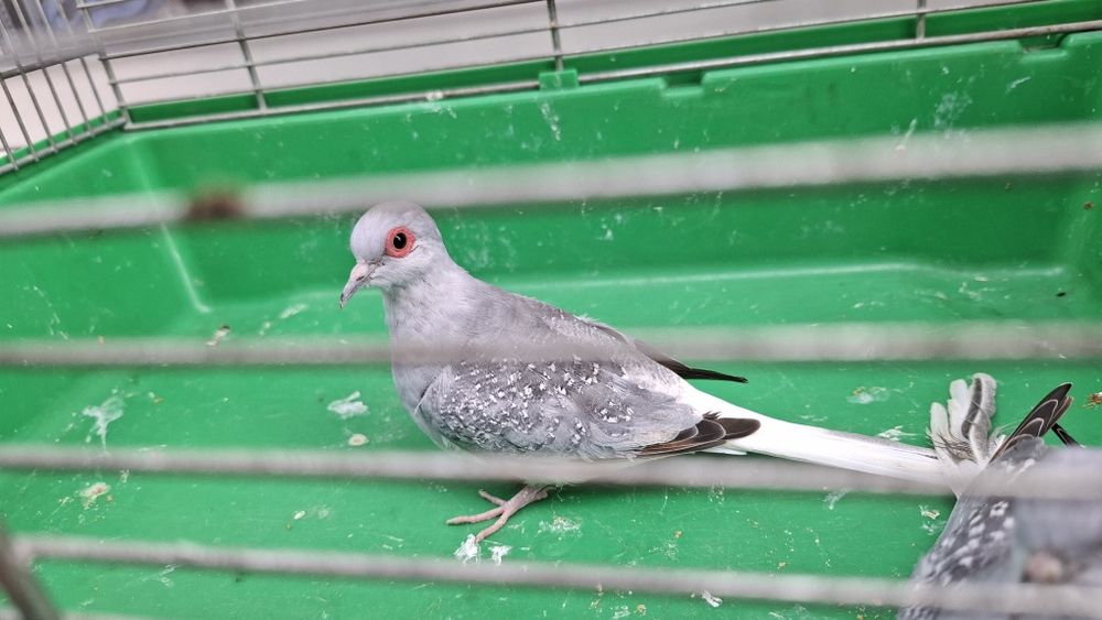 Gołąbki  diamentowe