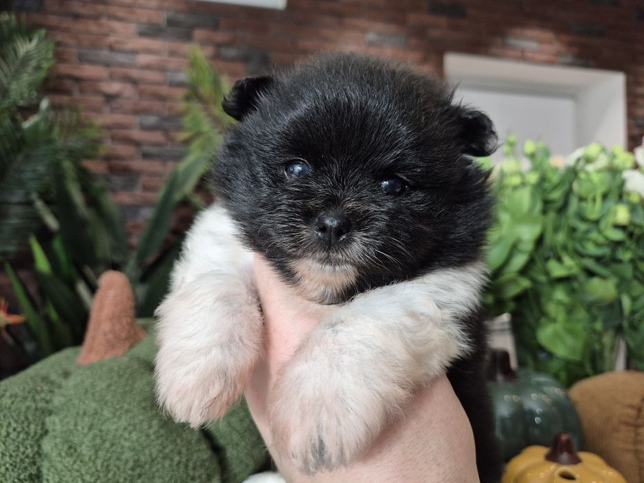 chłopiec szpic miniaturowy pomeranian dostępny do rezerwacji