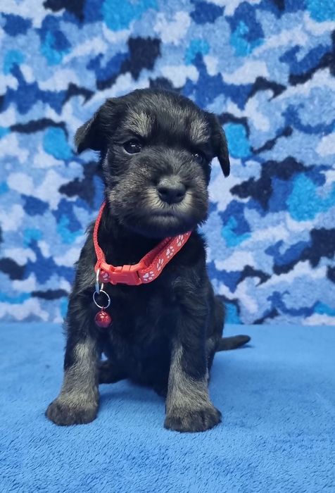 Цуценята цвергшнауцера