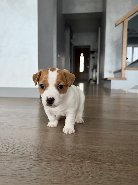 Джек Рассел Терʼєр