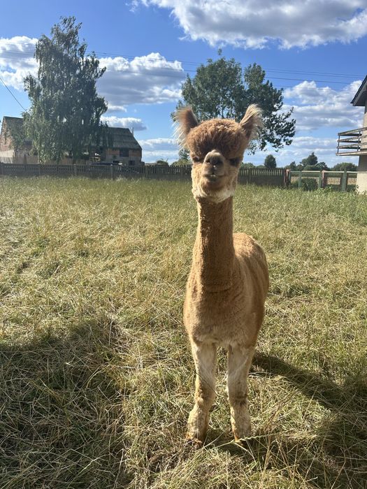 Samiec alpaki Huacaya reproduktor