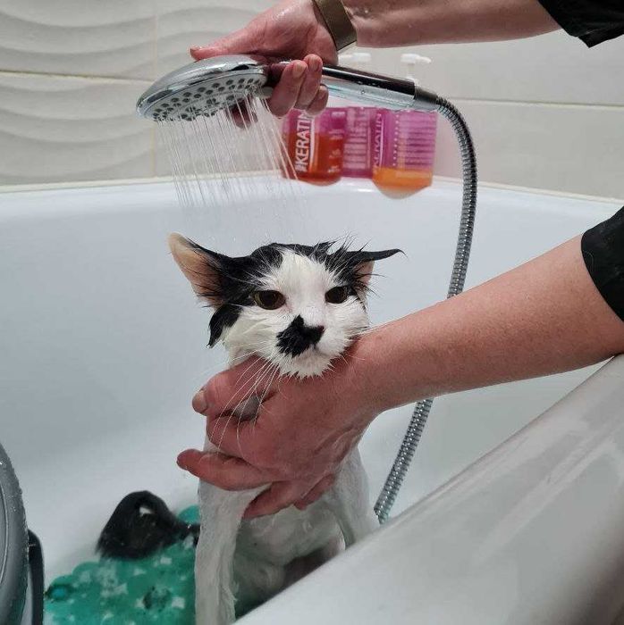 РОЗКІШНИЙ котик Матрос, лагідний, товариський муркотун!