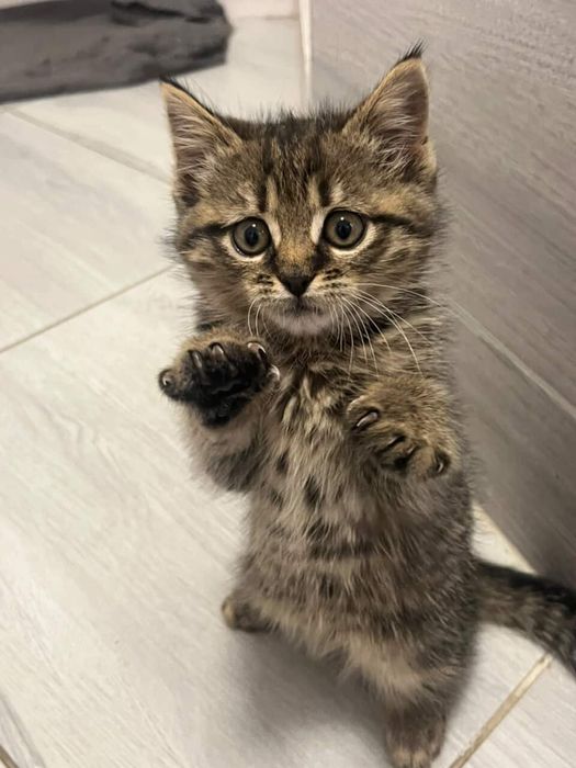 Котик кицька моллі