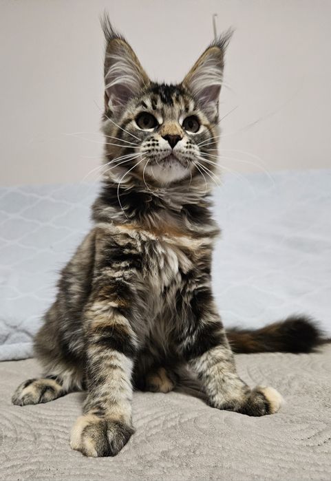 Kotka Maine Coon