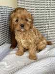 Cavapoo disponível