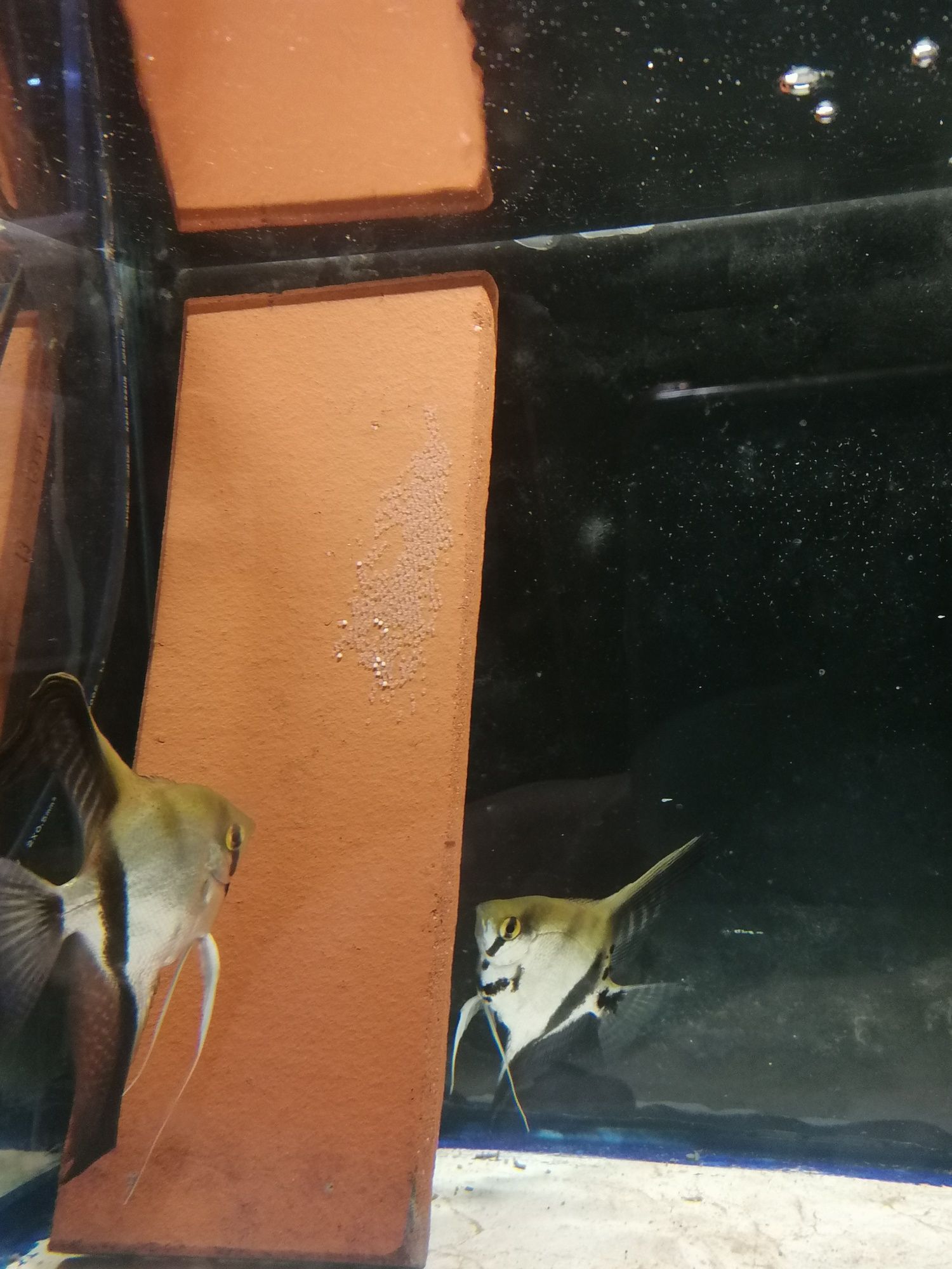 Casal de Escalares Zebra