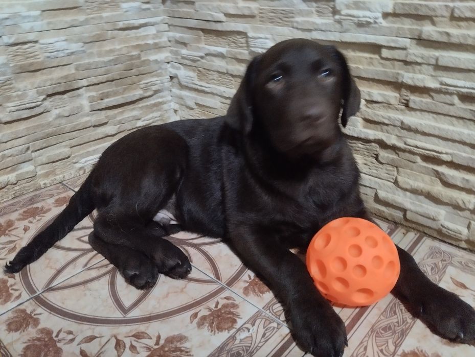 Лабрадори з документами розплідника є доставка до Німеччини