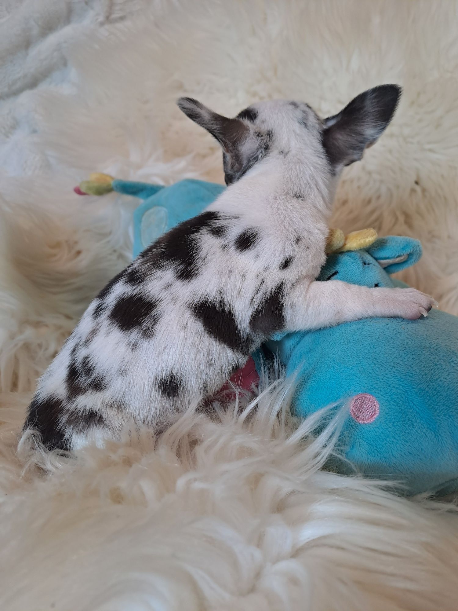 **KAYKO**chihuahua piesek merle gotowy do zmiany opiekuna
