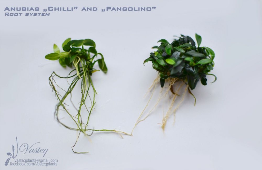 GB anubias pangolino