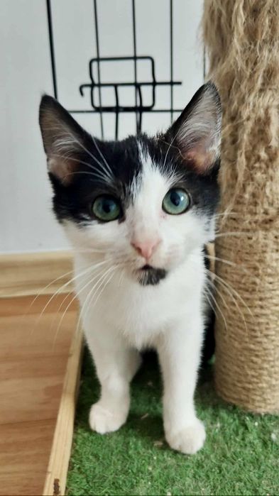 Dwie uratowane sierotki szukają domkow-do adopcji