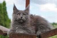 Kotka maine coon