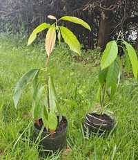 Planta Abacate biológico