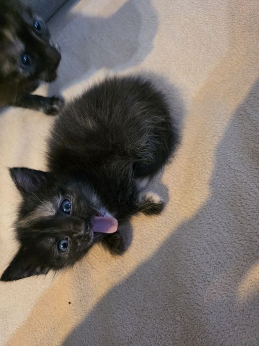 Oddam kotki w dobre ręce