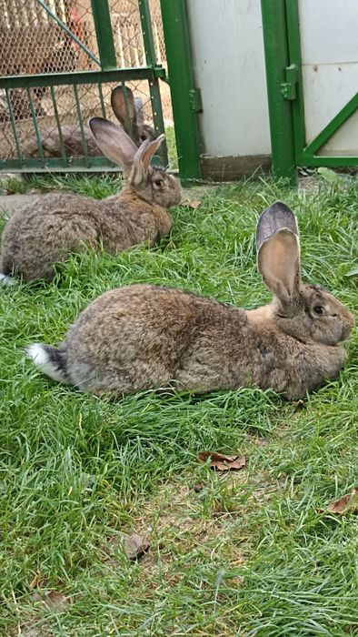 Бельгійці кролі,самички