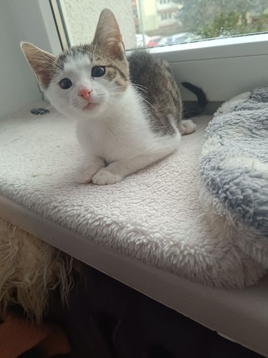 Koteczka Leydi do adopcji