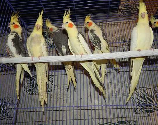 Ручные попугаи корелла птенцы домашние