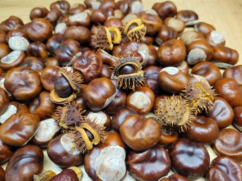 orzechy żołędzie szyszki kasztany plus artykuły plastyczne