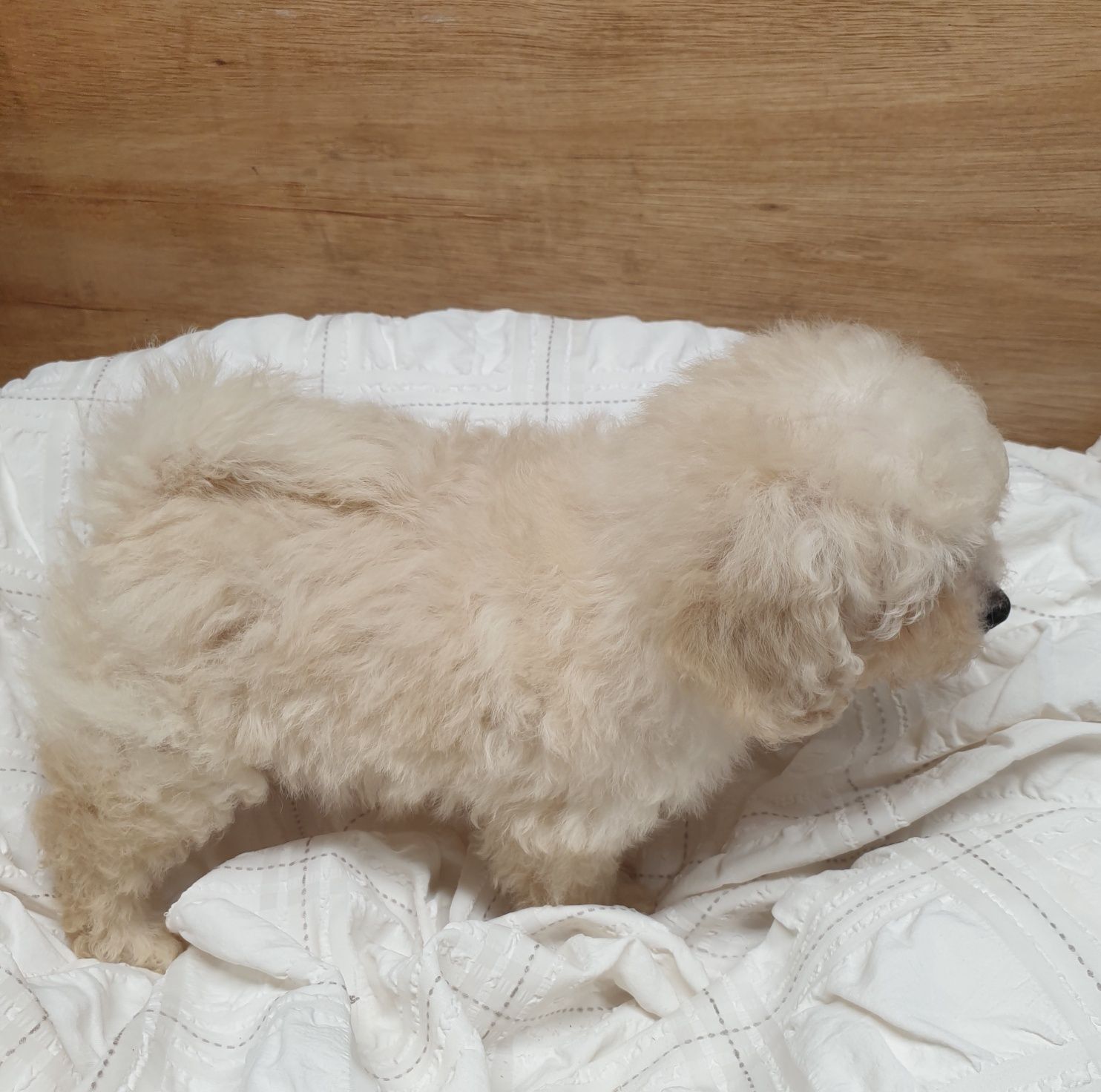 Poochon/ Bichpoo/ Bichon/ Pudel. Chłopczyk.