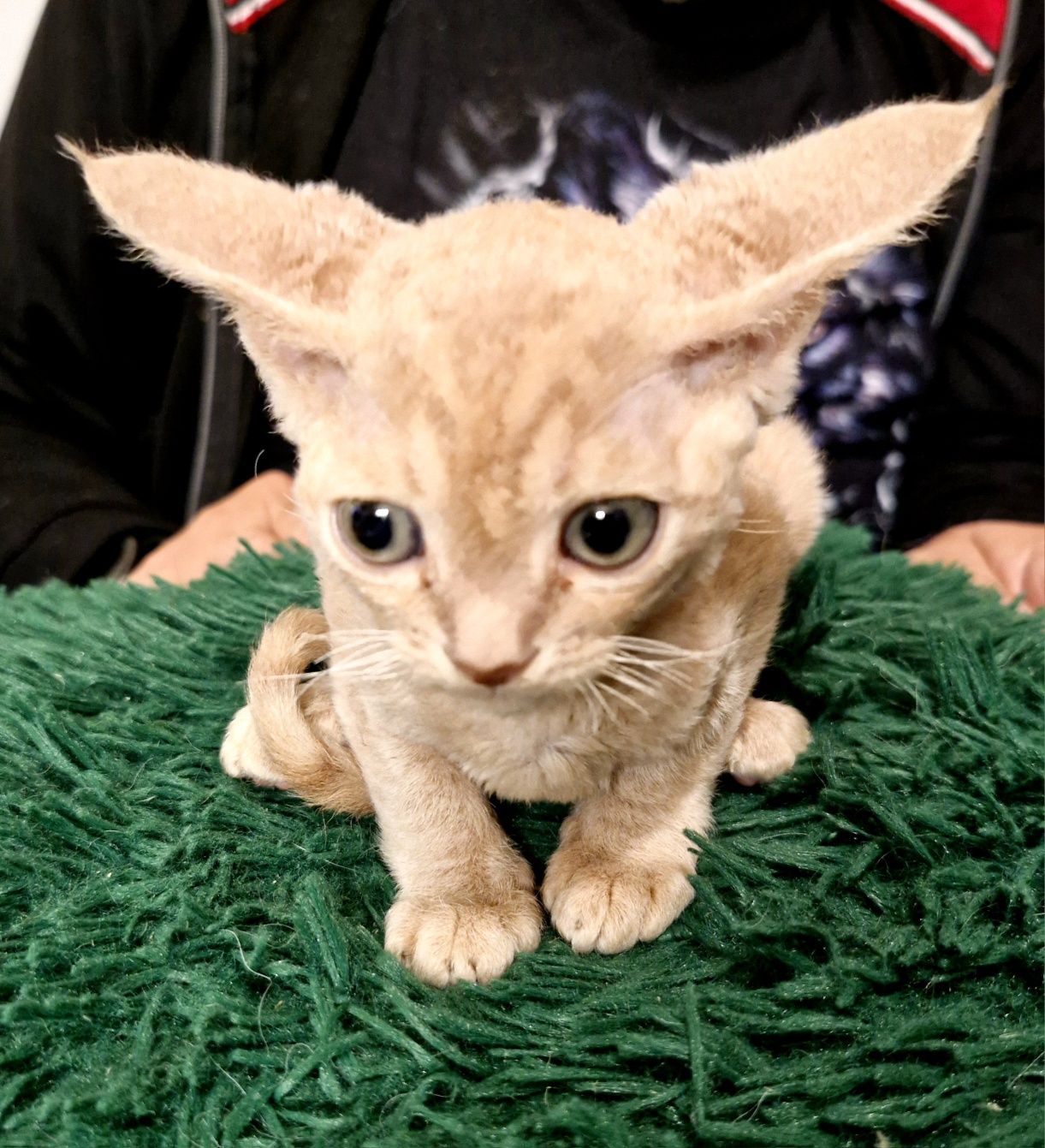 Salvador  karmelowy cudniasty Devon Rex chłopiec