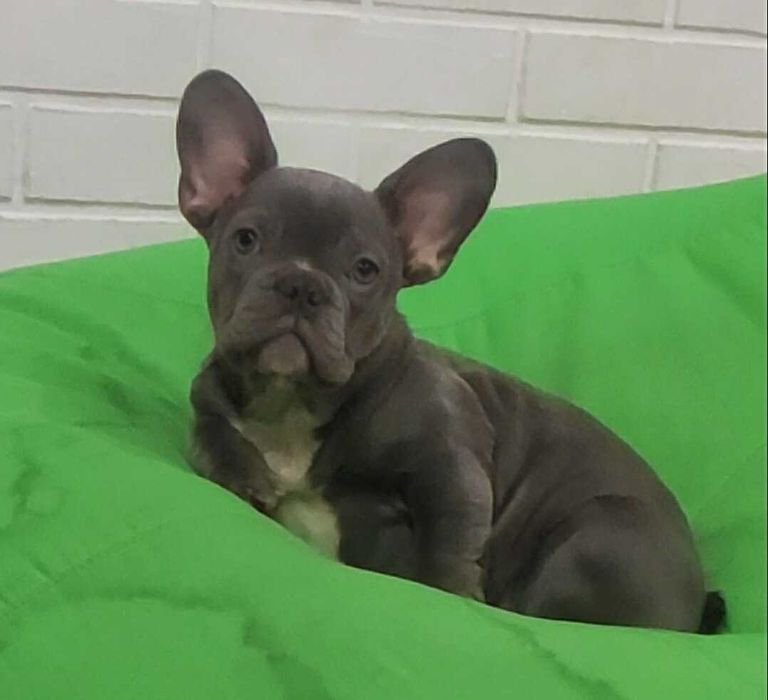 Девочка щенок французского бульдога голубого окраса без тигры